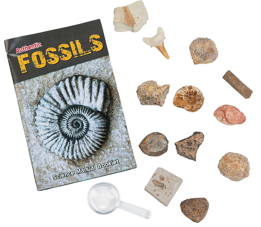 Authentic Fossils Science Kit