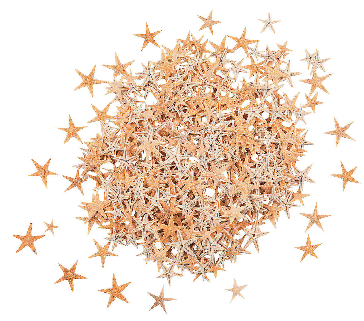 Tiny Natural Sugar Starfish Tiny Natural Sugar Starfish