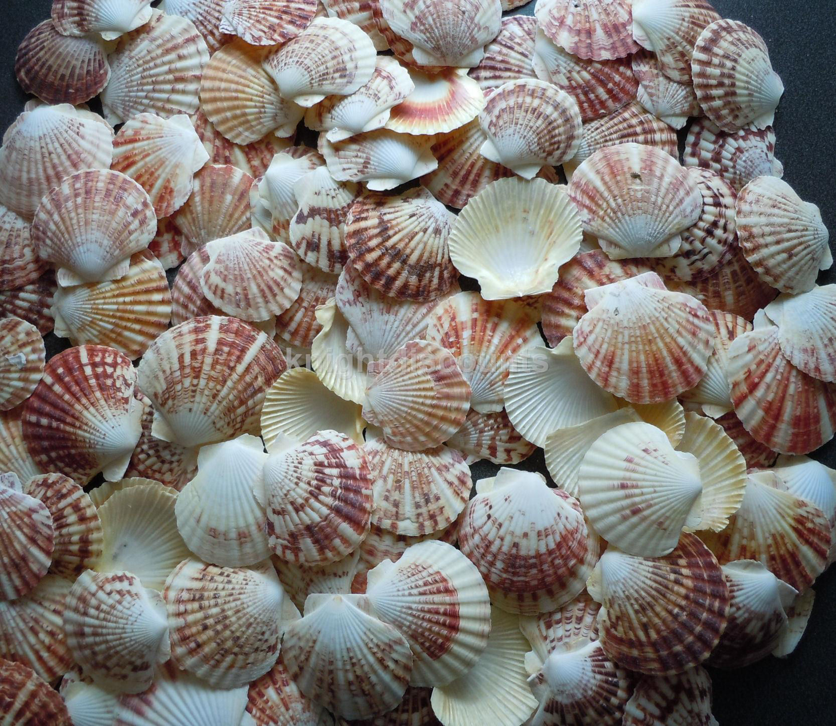 Pecten Macarensis Sea Shells