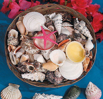 Sea Shell Basket (Large)