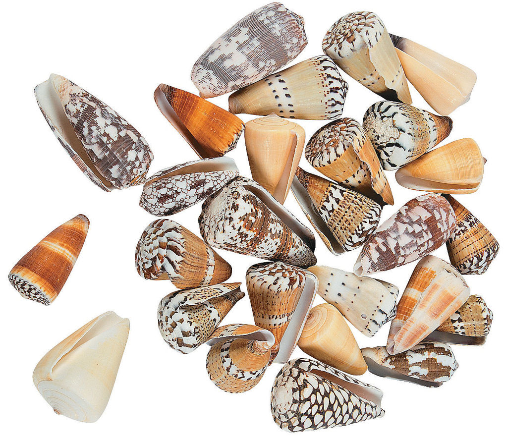 Conus Sea Shells